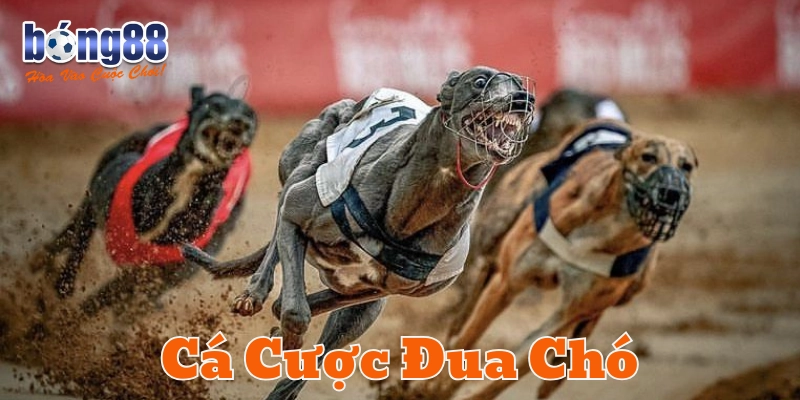 Hướng dẫn cách đặt cược