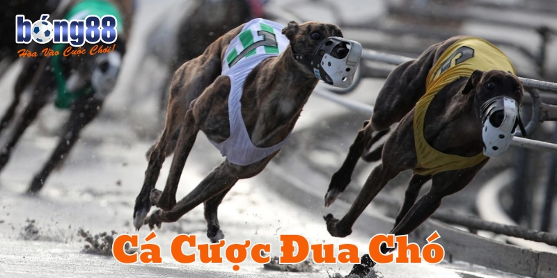 Những điều nên lưu ý khi tham gia